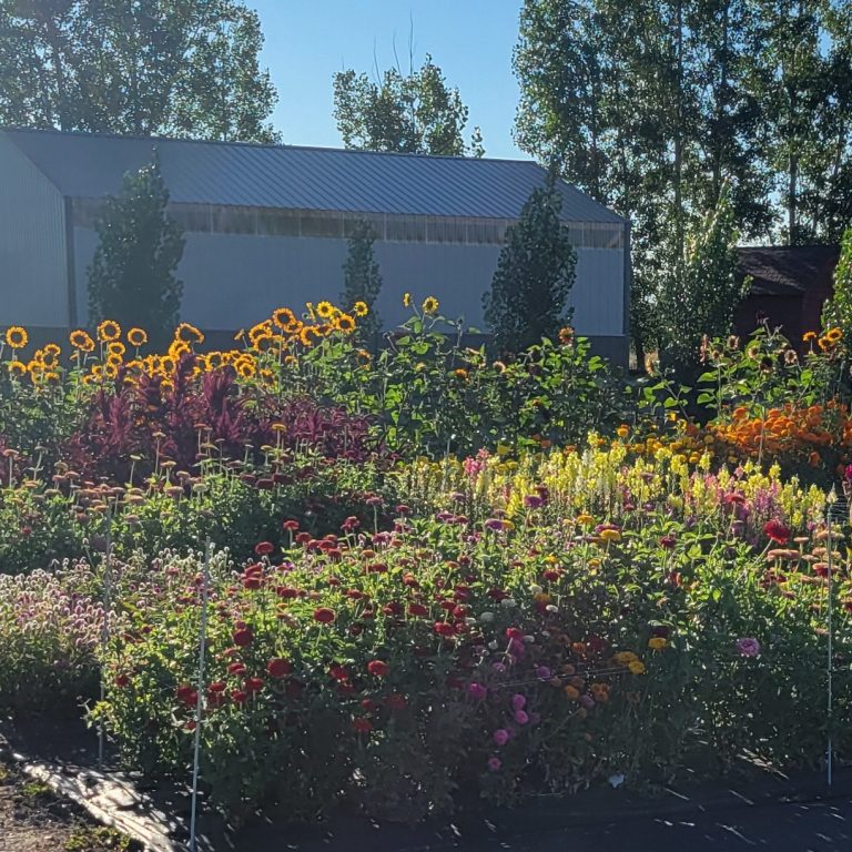 fresh flowers in a garden